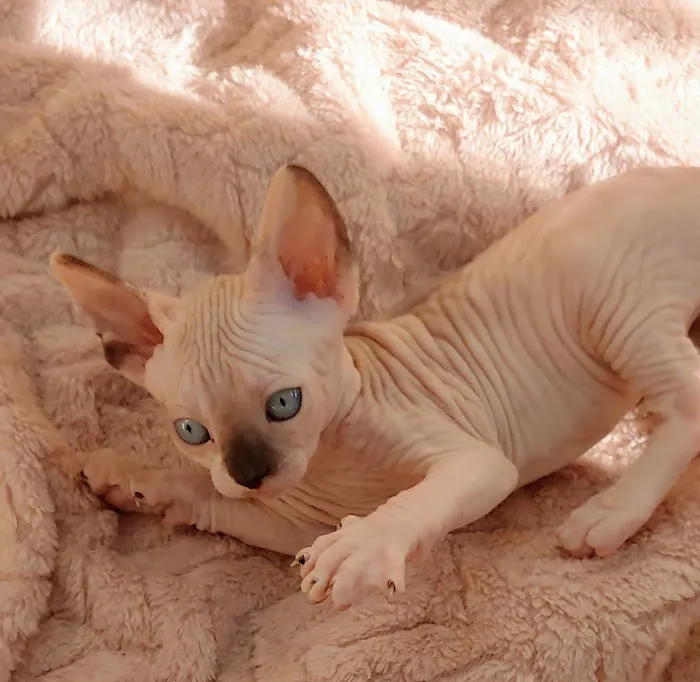NaKids Cattery 12