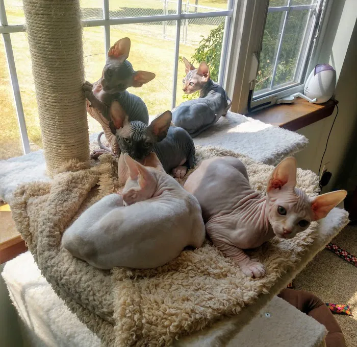NaKids Cattery 12