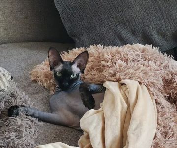 NaKids Cattery