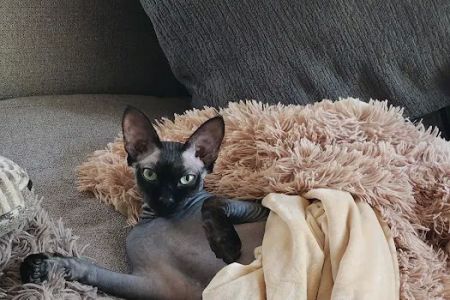 NaKids Cattery