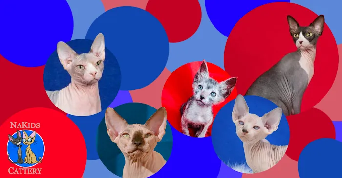 NaKids Cattery 12