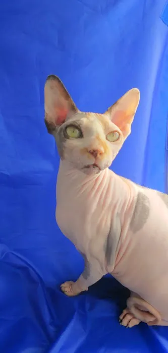 NaKids Cattery 12