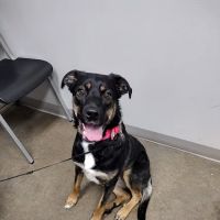 Jones Animal Health Center ico