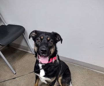 Jones Animal Health Center