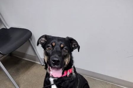 Jones Animal Health Center