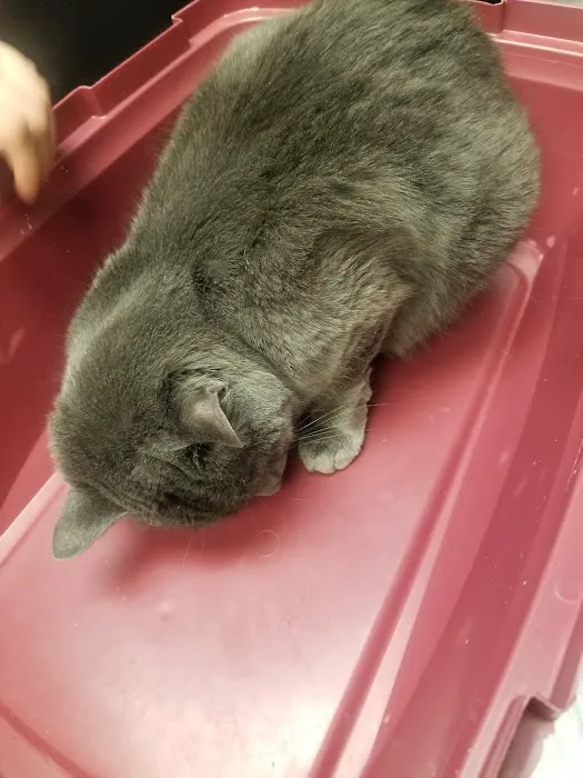 Jones Animal Health Center 12
