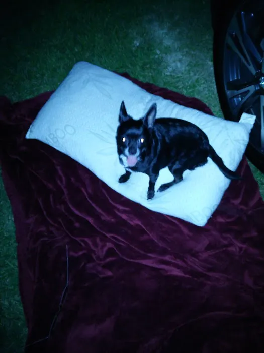 St Clair Pet Hospital 12