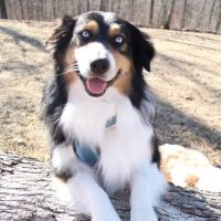 St Clair Pet Hospital ico