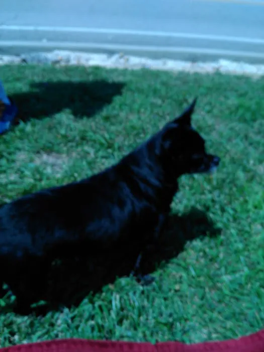 St Clair Pet Hospital 12