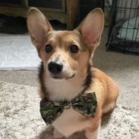 Desoto Veterinary Hospital ico