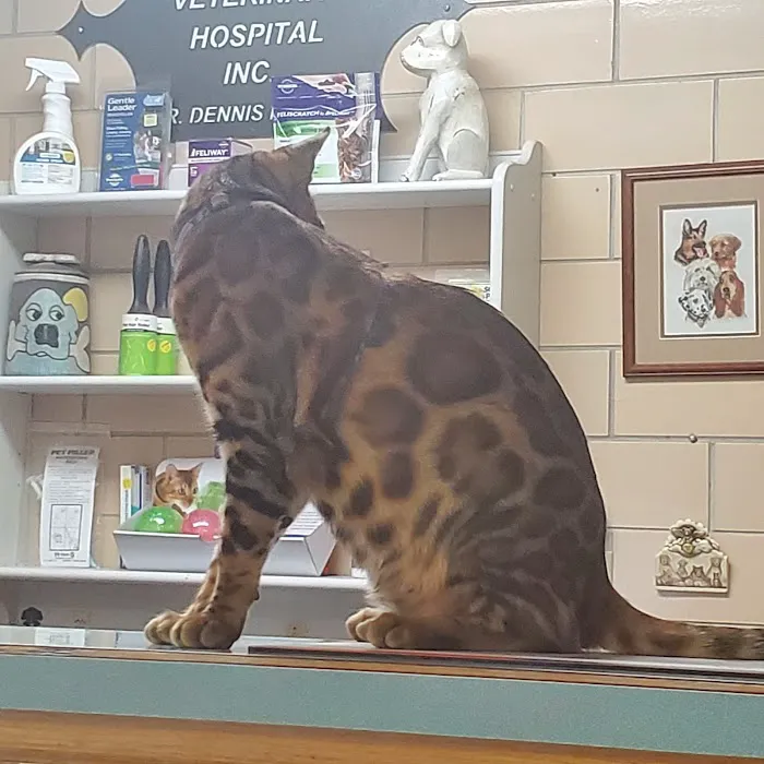 Desoto Veterinary Hospital 12