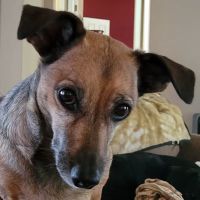 Rebecca Darland Pet Clinic, Inc ico