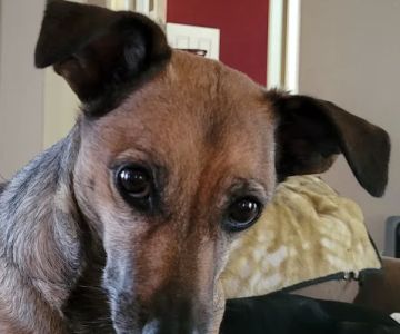 Rebecca Darland Pet Clinic, Inc