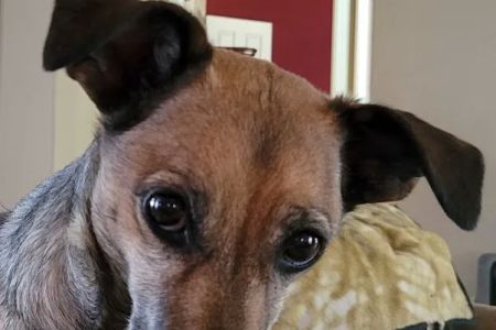 Rebecca Darland Pet Clinic, Inc