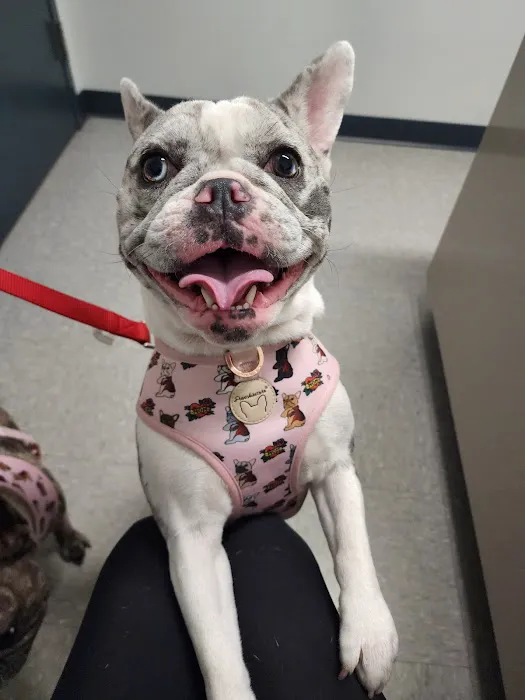 Rebecca Darland Pet Clinic, Inc 12