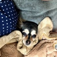 Circle of Life Animal Hospital ico