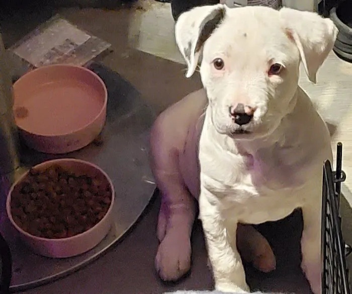 Lawson Animal Hospital LLC: Alicia Lawson Tolar, DVM 12