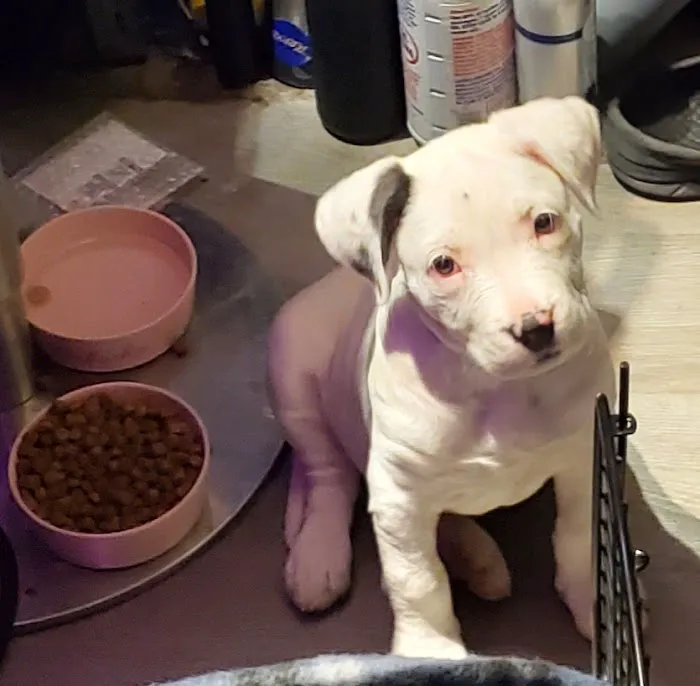 Lawson Animal Hospital LLC: Alicia Lawson Tolar, DVM 12
