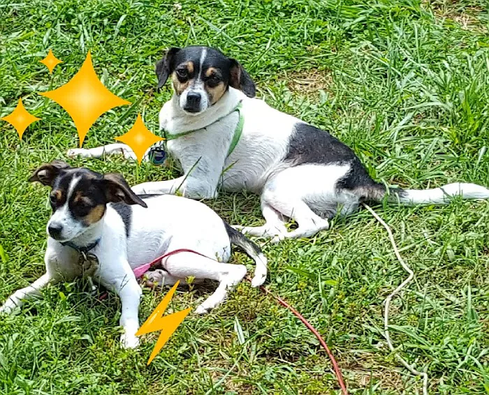 Lawson Animal Hospital LLC: Alicia Lawson Tolar, DVM 12