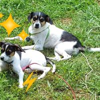 Lawson Animal Hospital LLC: Alicia Lawson Tolar, DVM ico