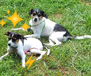 Lawson Animal Hospital LLC: Alicia Lawson Tolar, DVM