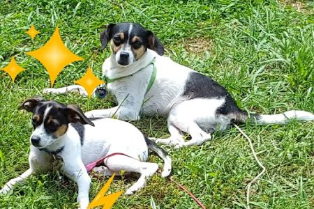 Lawson Animal Hospital LLC: Alicia Lawson Tolar, DVM
