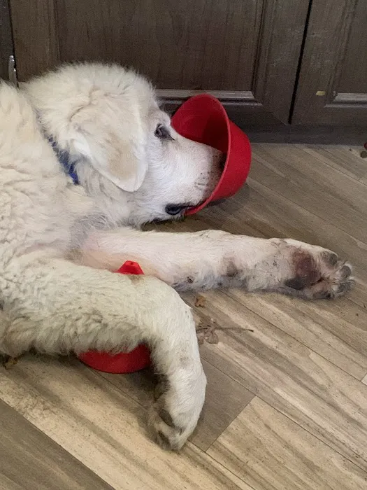 Lawson Animal Hospital LLC 12