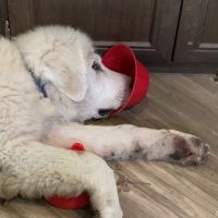 Lawson Animal Hospital LLC ico