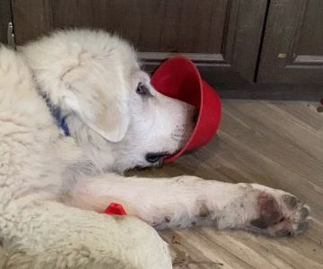 Lawson Animal Hospital LLC