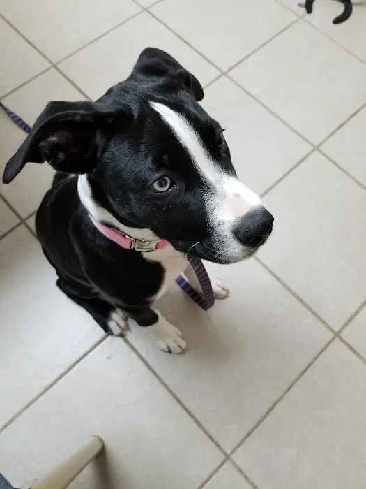 Lawson Animal Hospital LLC 12