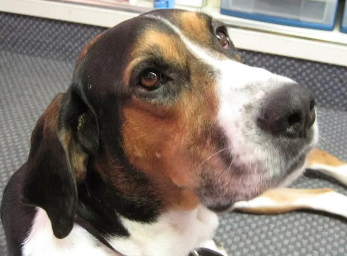 Columbia Animal Hospital 12