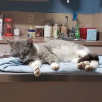Mueller Veterinary Services ico