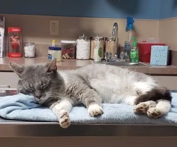 Mueller Veterinary Services