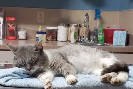 Mueller Veterinary Services