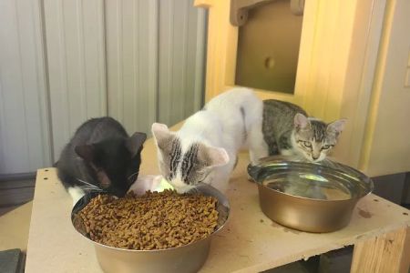 Mon-Clair Animal Hospital