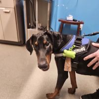 Animal Emergency & Referral Center of York, A Thrive Pet Healthcare Partner ico