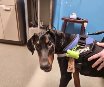 Animal Emergency & Referral Center of York, A Thrive Pet Healthcare Partner