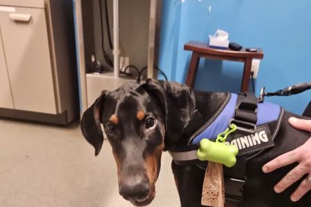Animal Emergency & Referral Center of York, A Thrive Pet Healthcare Partner