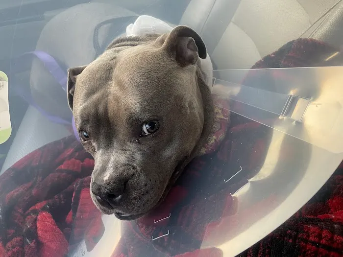 Animal Emergency & Referral Center of York, A Thrive Pet Healthcare Partner 12