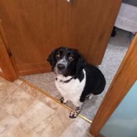 Yorkshire Animal Hospital ico