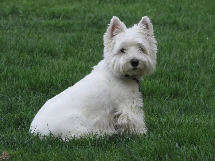 Yorkshire Animal Hospital 12