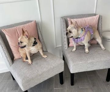 ARCHIE PET CARE SPA