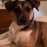 Leader Heights Animal Hospital ico