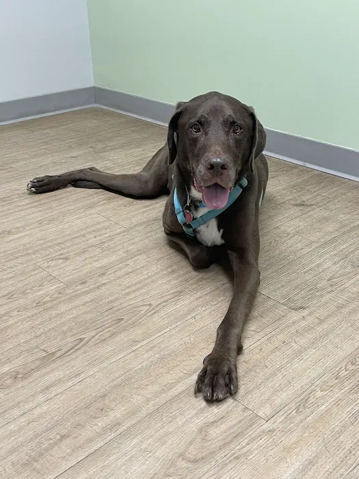 Leader Heights Animal Hospital 12
