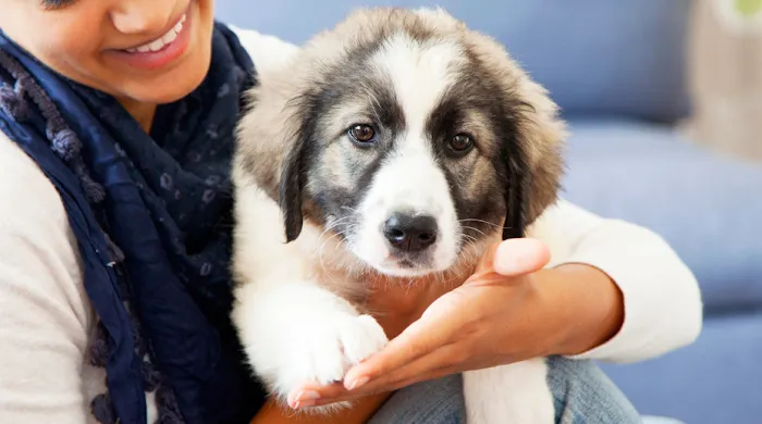 Leader Heights Animal Hospital 12