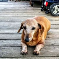 Leader Heights Animal Hospital: Aiello Jennifer A DVM ico