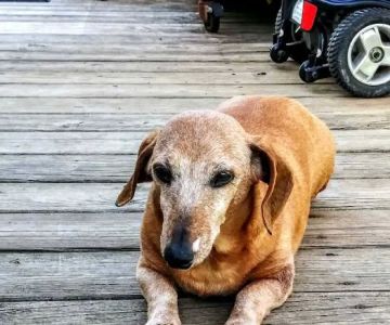 Leader Heights Animal Hospital: Aiello Jennifer A DVM