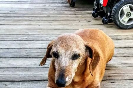 Leader Heights Animal Hospital: Aiello Jennifer A DVM