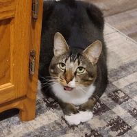 Dover Area Animal Hospital ico