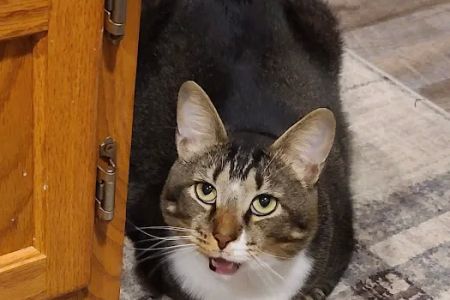 Dover Area Animal Hospital
